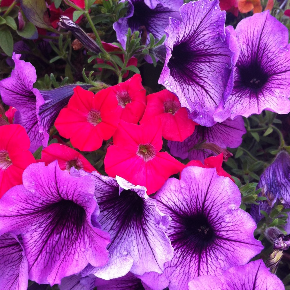 Meet your Posher, Tabitha